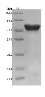 Pig CALR protein