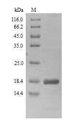 Bacterial hns protein