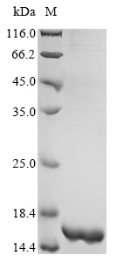 Bacterial Cyclomaltodextrin glucanotransferase protein