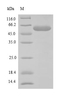 Mouse Fbxw10 protein