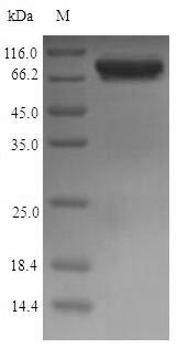 E. coli glcB protein