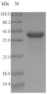 Human CEACAM7 protein