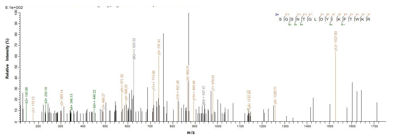 Human HRH1 protein