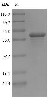 Plant chloroplastic