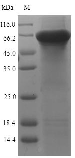 Human KRT7 protein