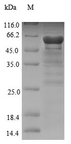 Insect NRPS1 protein