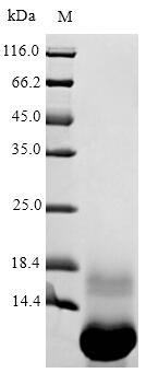 Plant THI2.1 protein