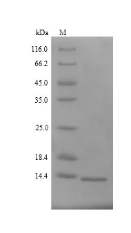 Bacterial Cyclomaltodextrin glucanotransferase protein