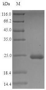 Bacterial lpp protein