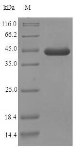 Mouse Efhd2 protein