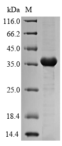 Bacterial mrkA protein