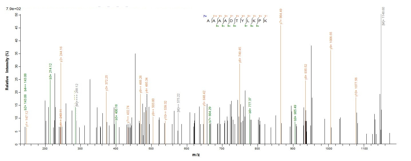 Bacterial mrkA protein