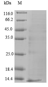 Insect U1-cyrtautoxin-As1c protein