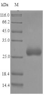 Bacterial omcA protein