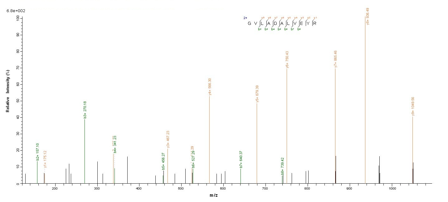 Bacterial pmpD protein