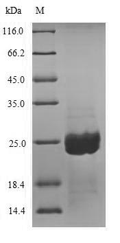 Fungi Aspergillopepsin-2 protein