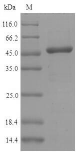 Mouse Irf3 protein