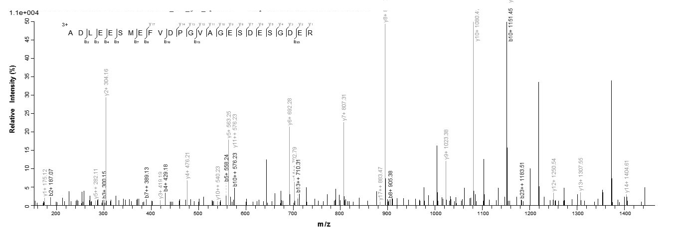 Human ATG14 protein