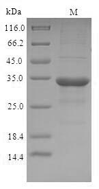 Mouse C-C motif chemokine protein