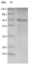 Human LY96 protein