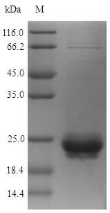Bacterial 30 kDa neutral phosphatase protein
