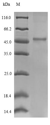 E. coli rpsB protein