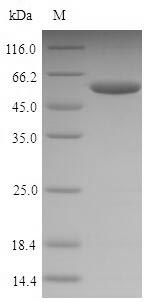 Mouse Npm1 protein