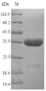 Bacterial hasA protein