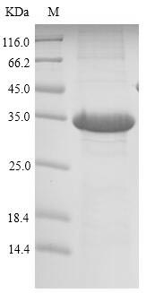 Mouse Reg1 protein