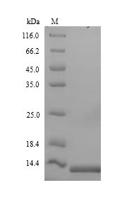 Viral ACB1 protein