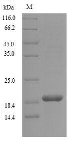 Animal Perlwapin protein