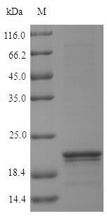 Mouse NDK1 protein