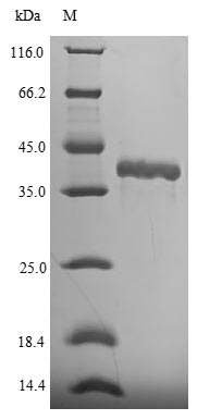 Mouse Fgf15 protein