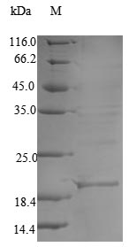 Animal Haliotis laevigata Perlwapin protein