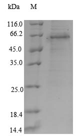 Human RUNX3 protein