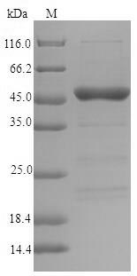 Plant LOLPIB protein