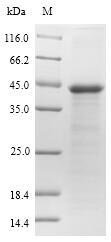 Mouse OSM34 protein