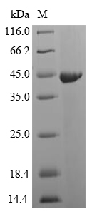 Bacterial speB protein