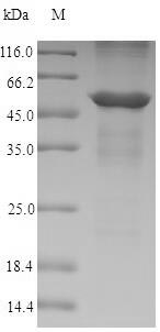 Dog ANXA4 protein