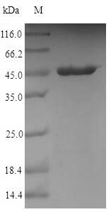 Bacterial peb1A protein