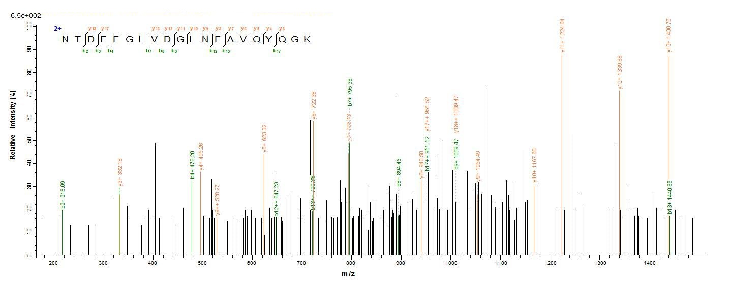 E. coli ompC protein