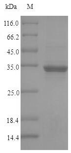 Human CCDC3 protein