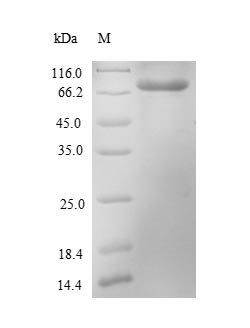 E. coli mcr1 protein
