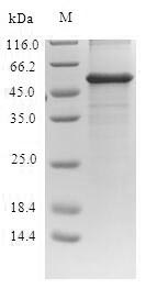 E. coli mcr1 protein