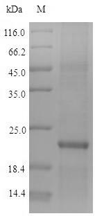 Human ZNF160 protein