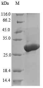 Insect alpha 1 Antitrypsin protein