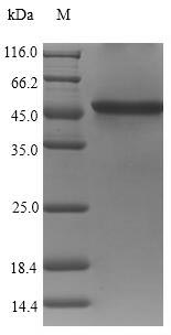 Viral zot protein