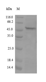 Human APOM protein