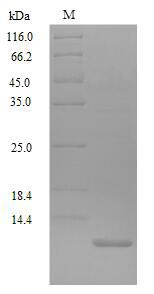 Birds SP protein