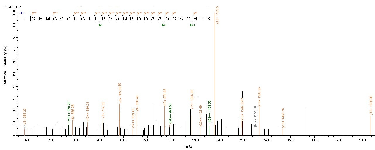 Viral Nucleoprotein protein